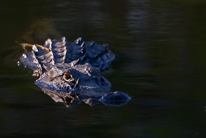 Alligator Alligator mississippiensis American Alligator